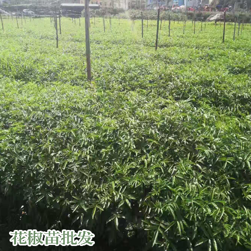 青花椒苗价格_哪些品好_两年开花结果