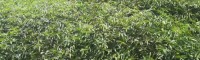 花椒种植管理方法技术性_枝干管理方法