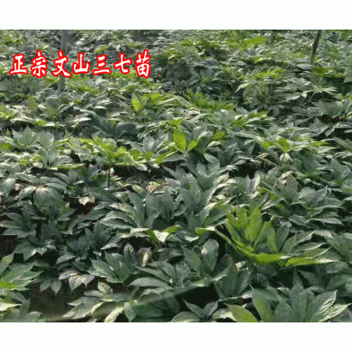 基地三七苗图片大全_三七苗图片大全可以吃的三七