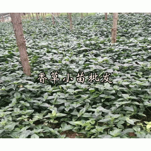 零陵草,广零陵香_云南香草种苗供应商