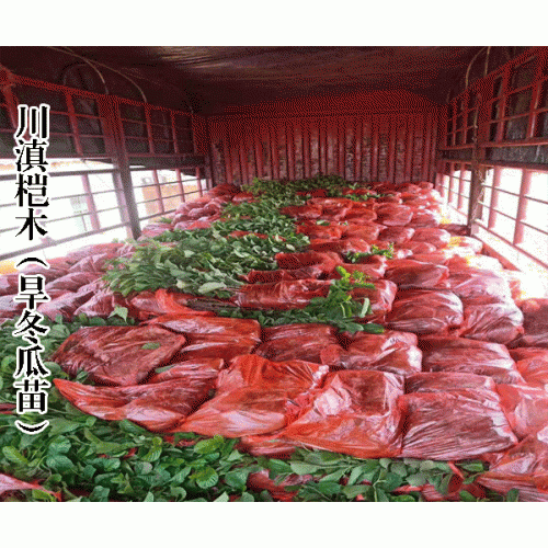 旱冬瓜树苗_树苗价格_供应旱冬瓜树苗