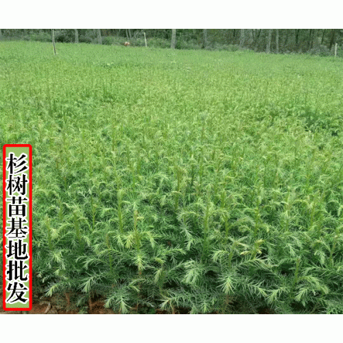 云杉树苗多少钱一棵_卖云杉树苗_求购云杉树苗