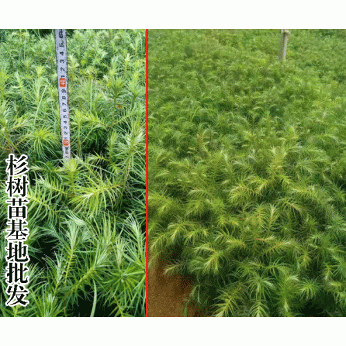 云杉树苗1亩能种是多少棵?