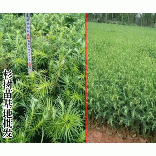 湿地松和马尾松的差别在哪儿?