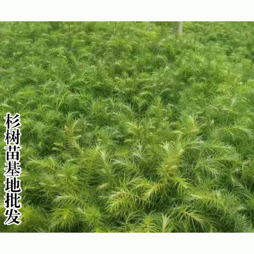 永德县华山松苗圃基地|华山松苗木基地出苗率 |产地批發电話