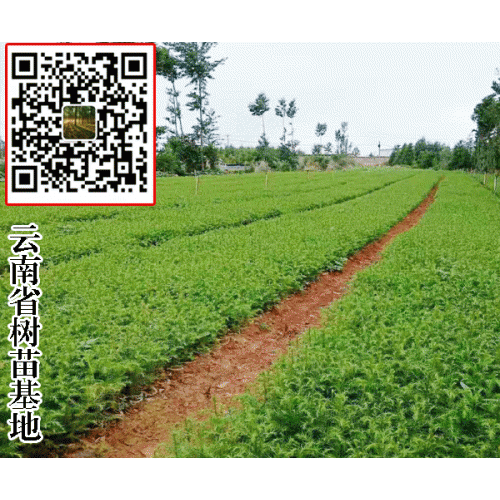 昆明巿华山松苗圃 ||买10公分湿地松图片价格什么价 价格