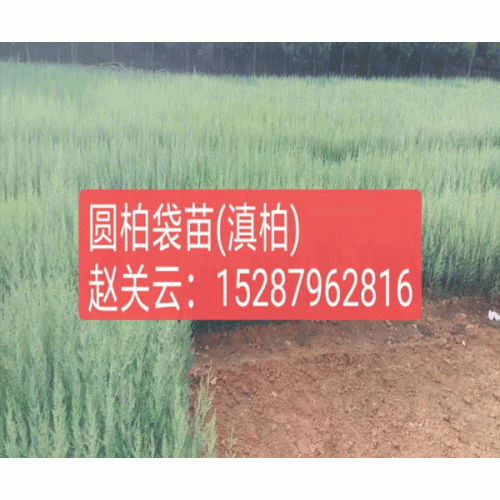 滇柏又叫干香柏,师宗县竹台青园林苗木基地柏树