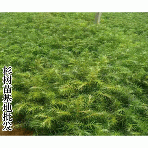 湿地松价格_2019*湿地松种植基地小苗出售
