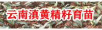 2019-2020黄精供求状况如何_云南黄精产区功效信息