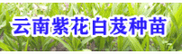 云南三叉白芨驯化苗