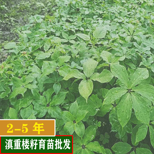 康诚中药材重楼种子多少钱一斤?