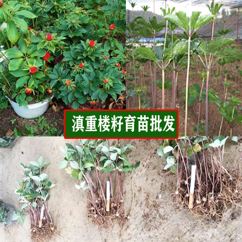 2019-2020重楼的栽种管理方法_七叶一枝花管理技术资料