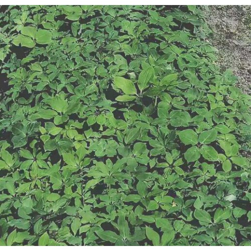 重楼种子如何催芽?-重楼种子催芽技术