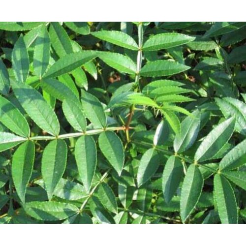 花椒树苗的价格_云南,四川花椒苗的价格_花椒树苗的种类