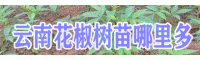 花椒树苗_云南花椒树苗哪里多-供应商基地