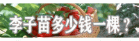 李子苗多少钱一棵?