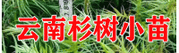 云南杉树种子和杉树苗供应时间：