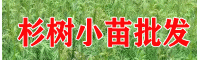 云南良种杉树苗价格