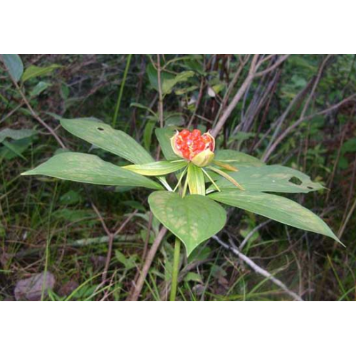 产地白芨中药材种苗、种子批发#红河白芨小苗批发销售