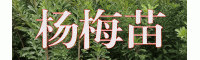 云南大树杨梅苗哪里便宜？