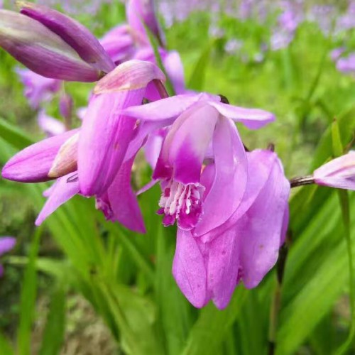 云南白芨(连及草、甘根、白给)供应报价/云南昭通白芨销售信息