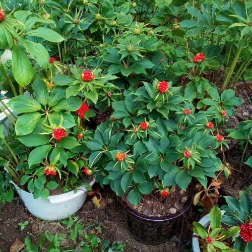 云南昭通重楼市场价★昭通附近哪里有白芨小苗卖