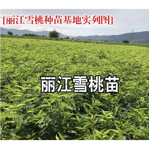 丽江雪桃价格_丽江雪桃多少一斤_丽江雪桃有多大