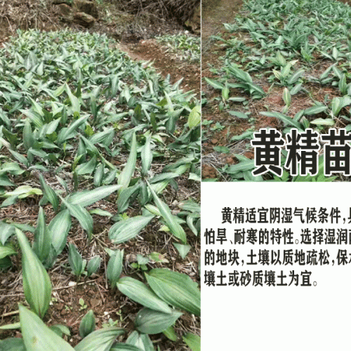 黄精种苗_四川成都黄精种苗行情