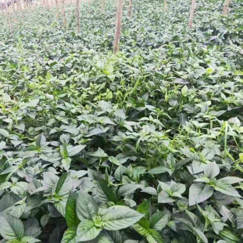 灵香草_灵香草哪里有卖_功效与作用