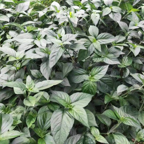 危害重楼种苗价格的要素