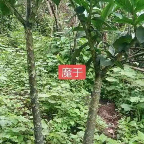 云南与四川魔芋多少钱?求购魔芋种子&求购魔芋种
