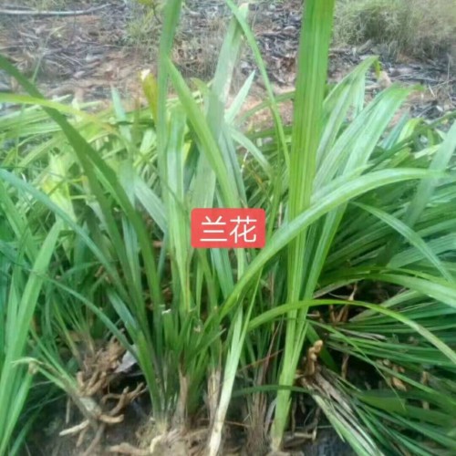 兰花的价格?多少钱一盆？