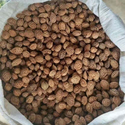 毛桃种籽育苗技术（提高出芽率）