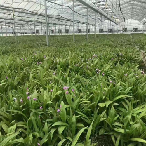 黄精种植佳时间在几月份&中耕锄草