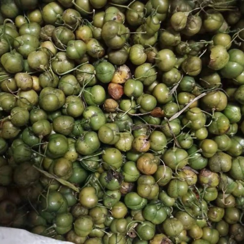 中药黄精种苗价格大概多少钱一棵?