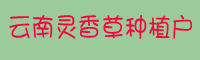 云南灵香草种植户_灵香草软腐病防治方法