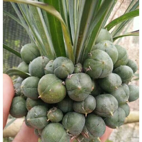 云南滇黄精种苗