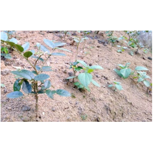 苦参(山豆根)种植方法资料