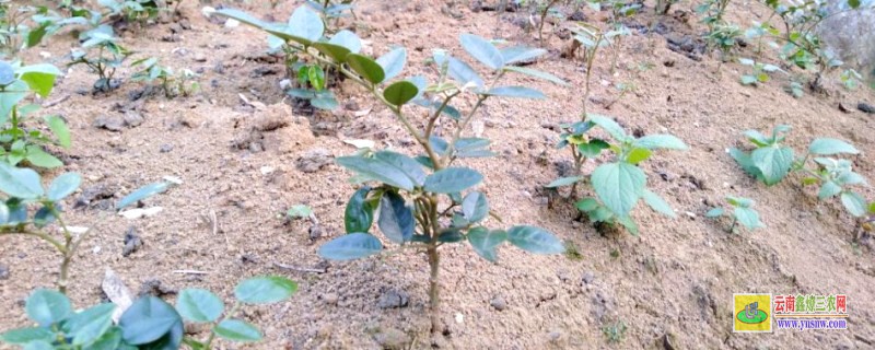山豆根种植技术