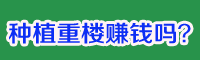 种植重楼赚钱吗？