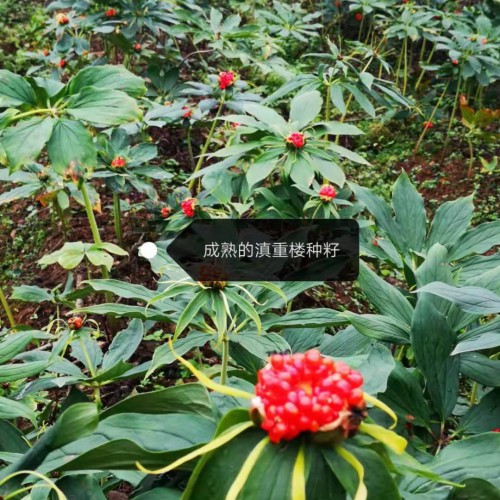 安国市场生地三四级统货价/丽江重楼种子@永胜重楼苗子图片