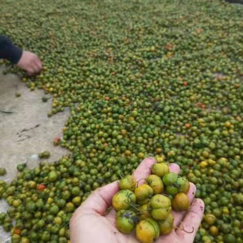 浙江黄精多少钱?