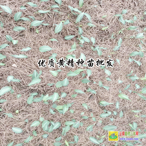 黄精