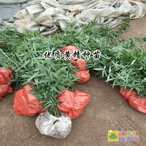 种黄精赚钱吗？黄精种植的利润与投资成本及前景预测