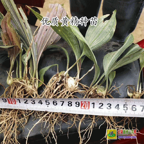 种黄精赚钱吗？黄精种植的利润与投资成本及前景预测