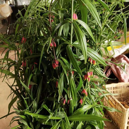普洱黄精药材是怎么种植的?小苗多少钱一株