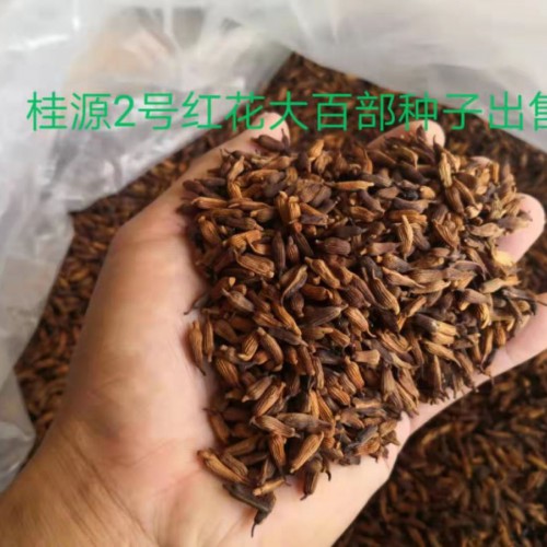 湖北省利川市百部情坚挺_百部种子批量销售(附图)