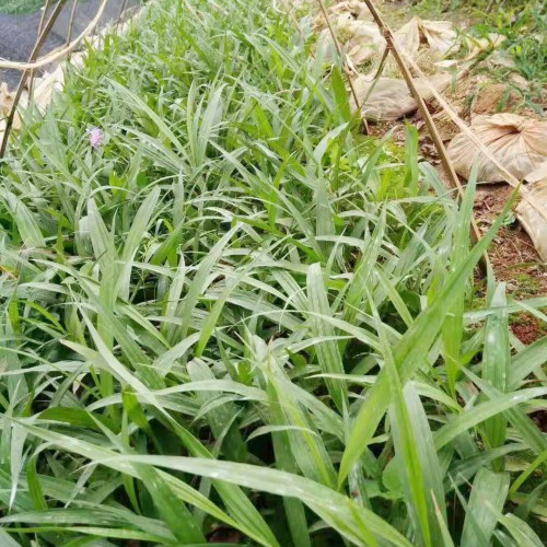 云南曲靖优质白芨供应出售_种植条件_2020种植前景如何