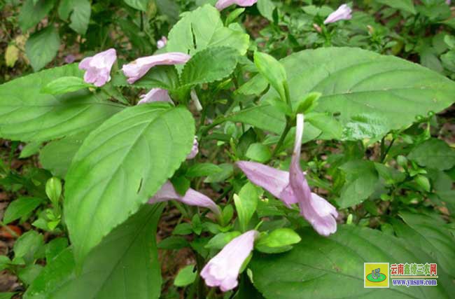 板蓝根种植技术
