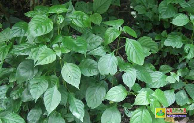 板蓝根种植技术